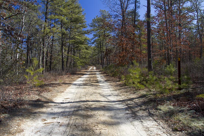 Bass River State Forest | njHiking.com