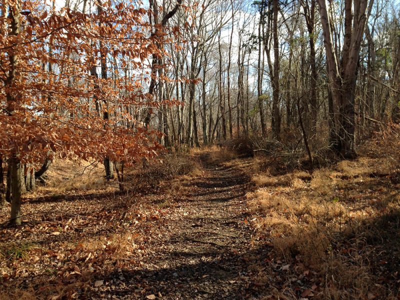 Turkey Swamp - Manasquan Trail | njHiking.com