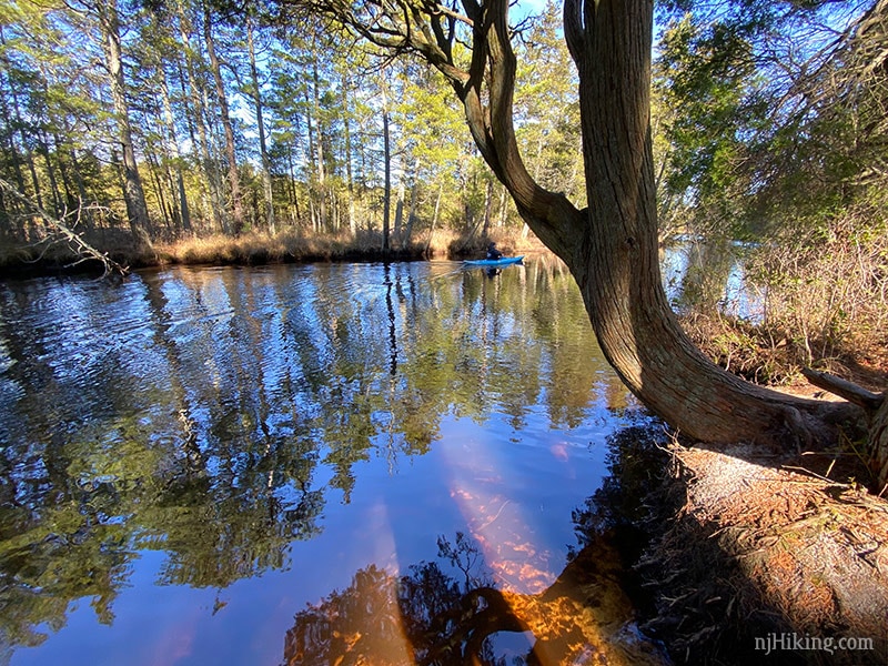 Batsto Lake Trail – Wharton State Forest | njHiking.com