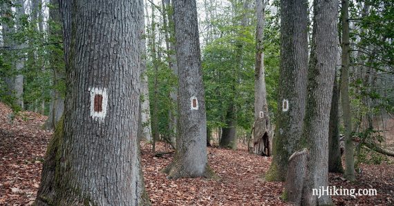 Path through trees with large brown blazes on them.