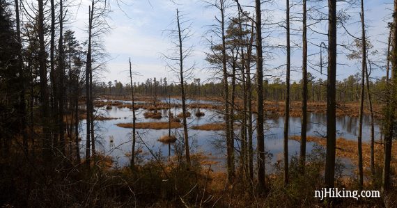 Mullica River seen through pine trees.