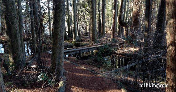 Boardwalk trail through a cedar swamp.