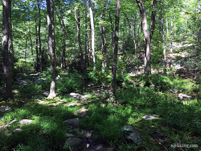 Bearfort Mountain – State Line to Surprise Lake in Summer | njHiking.com