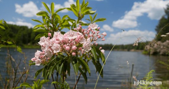 Mountain Laurel at Hemlock Pond.