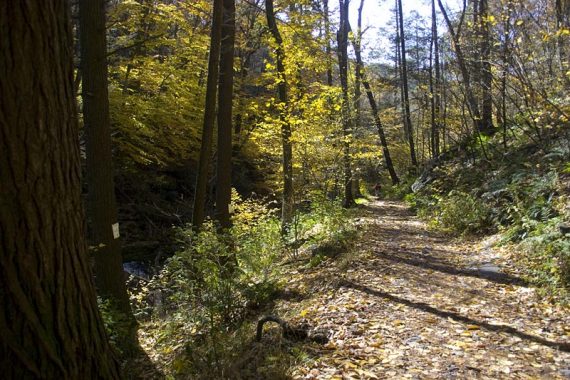 Appalachian Trail next to Dunnfield Creek.