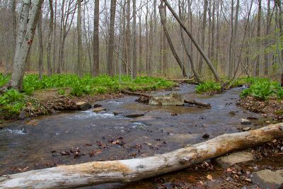 Stream where the Primrose Trail crosses Grand Loop