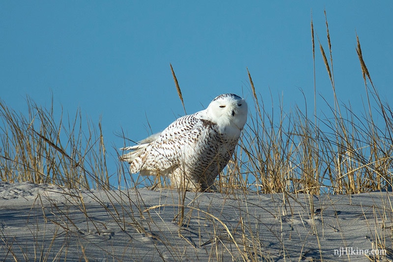 Snowy Owls Spotted in New Jersey