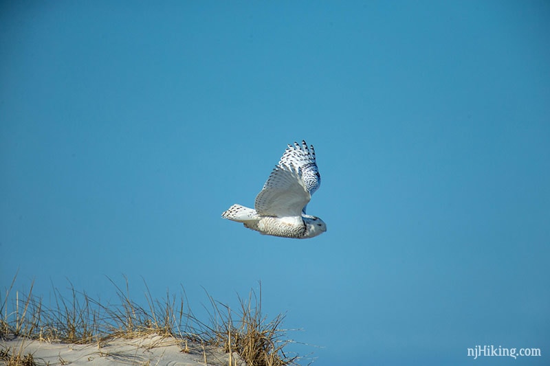 Snowy Owls Spotted in New Jersey