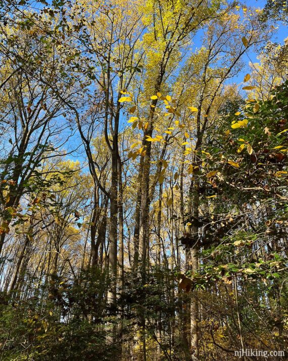 Tall trees along a trail.