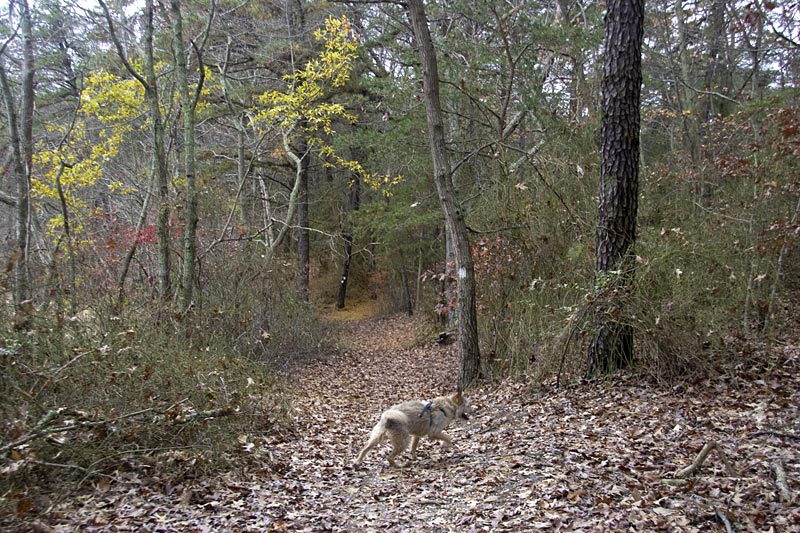 maurice river bluffs bike trail