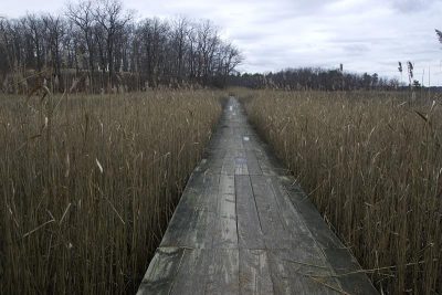 Blue trail through a marsh