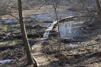 Monongahela Brook Trail