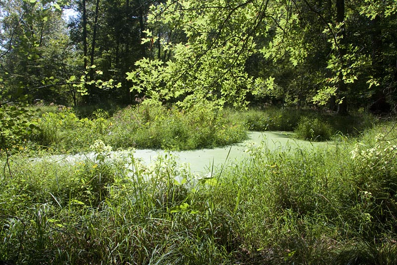 Great Swamp – Blue Trail | njHiking.com