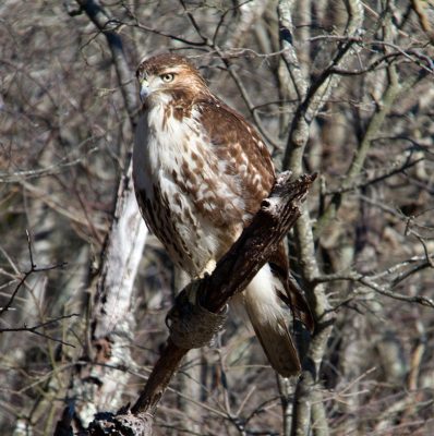 Edwin B. Forsythe Nwr 