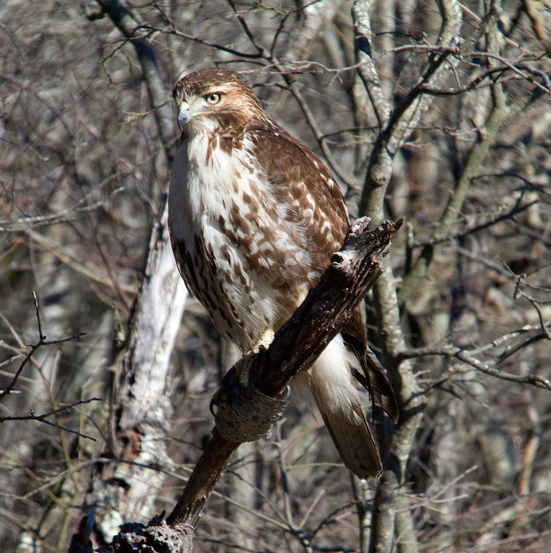 Edwin B. Forsythe NWR | njHiking.com