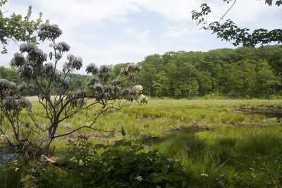 Swamp along Ogden Mine railroad