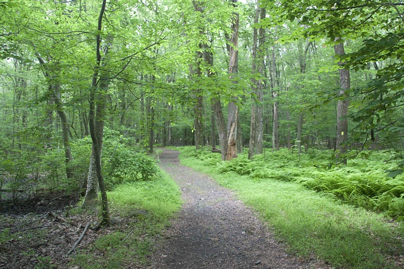 Turkey Mountain – Perimeter Loop | njHiking.com