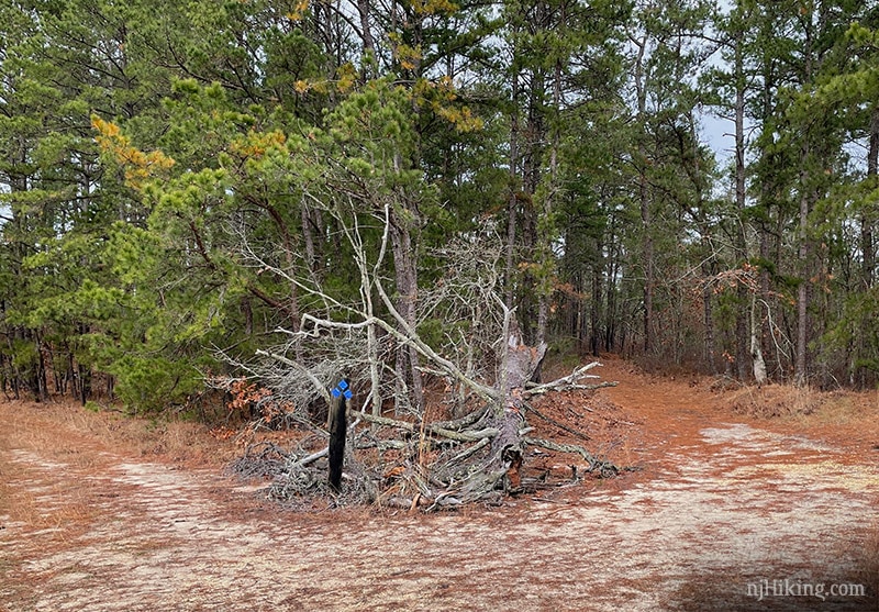 Franklin Parker Preserve | njHiking.com