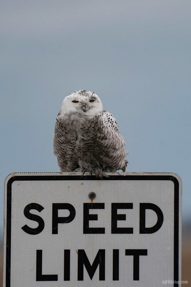 Snowy Owls Spotted in New Jersey