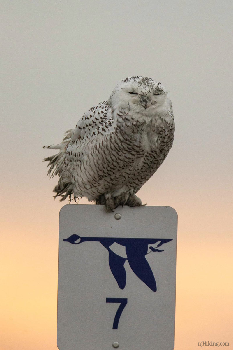 Snowy Owls Spotted in New Jersey