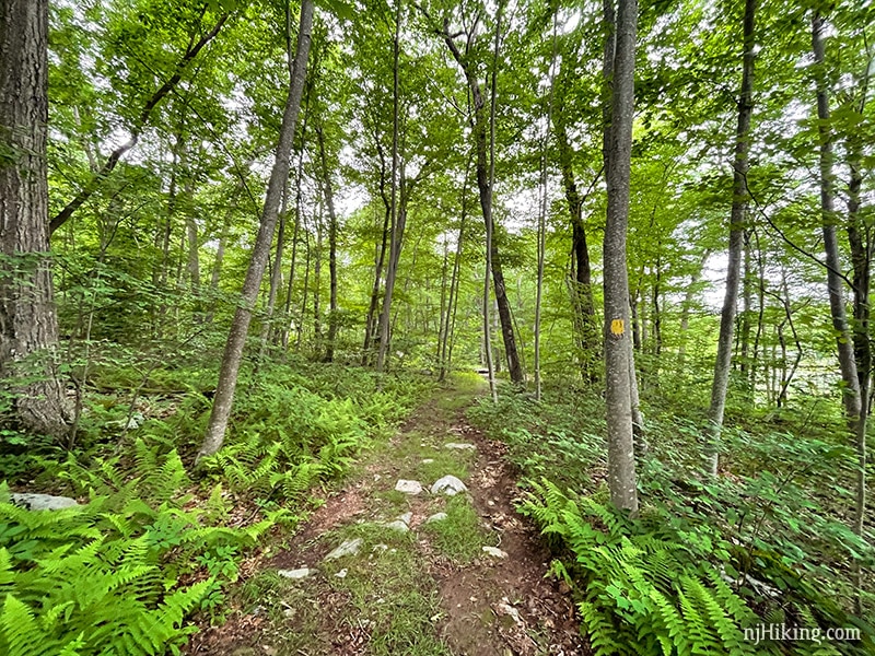 Beaver Brook Trail to Lost Lake