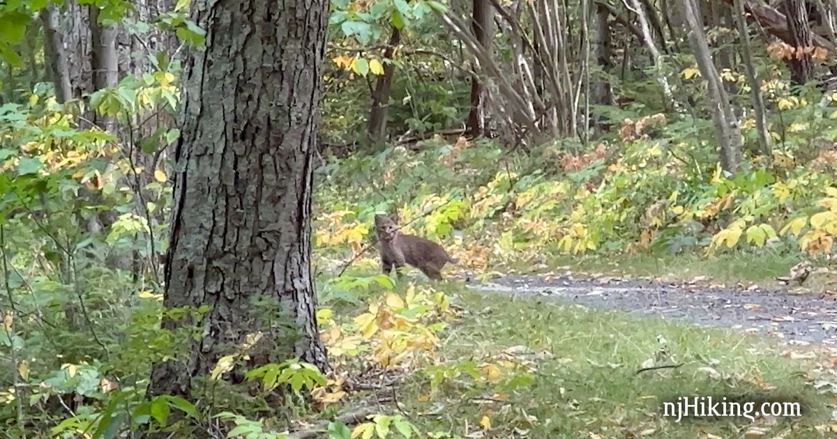 Protect New Jersey Bobcats