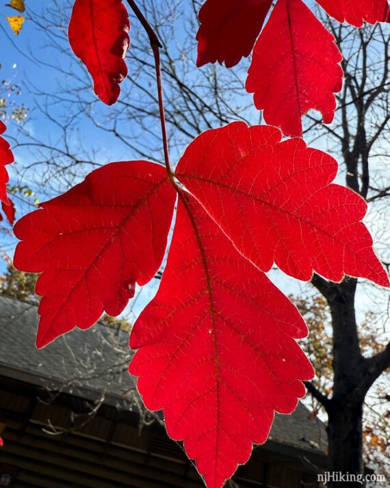 Large red leaf.