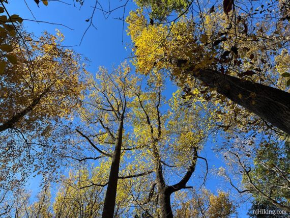 Looking up at tall trees with yellow foliage.