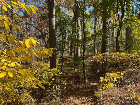 Yellow and green foliage on a trail.