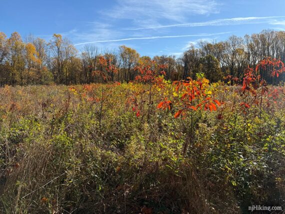 Meadow along a trail.