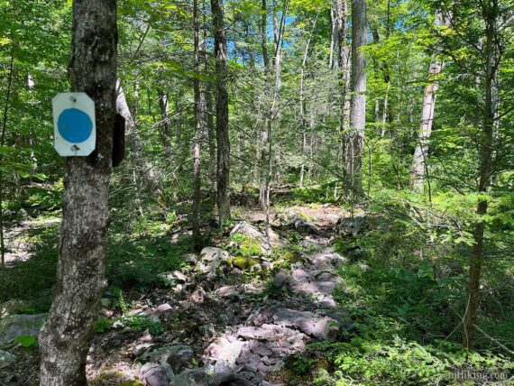 Blue circle on white trail marker on a tree next to a rock filled trail.