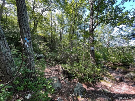 Trail intersection with blue and white markers on a tree.