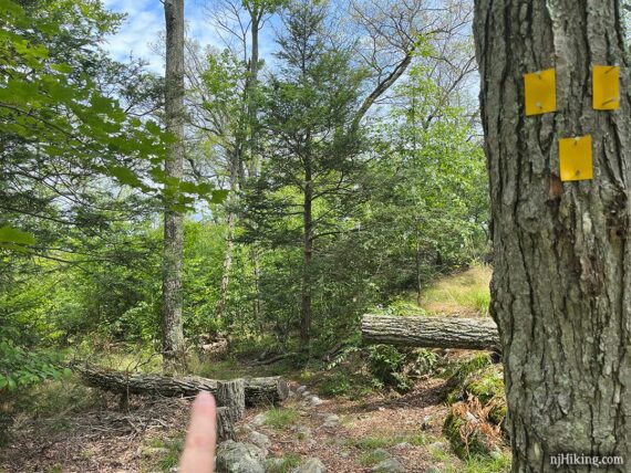 Three yellow metal rectangles on a tree noting the end of the Dunning Trail.