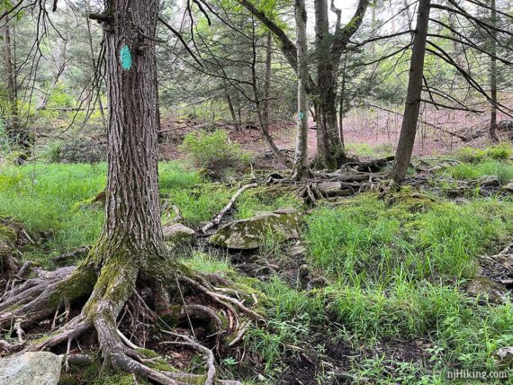 Long Path crossing a stream using exposed gnarled roots of several trees.