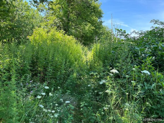 Tall vegetation covering a trail.