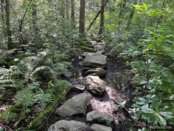 Flat rocks as stepping stones on a trail.