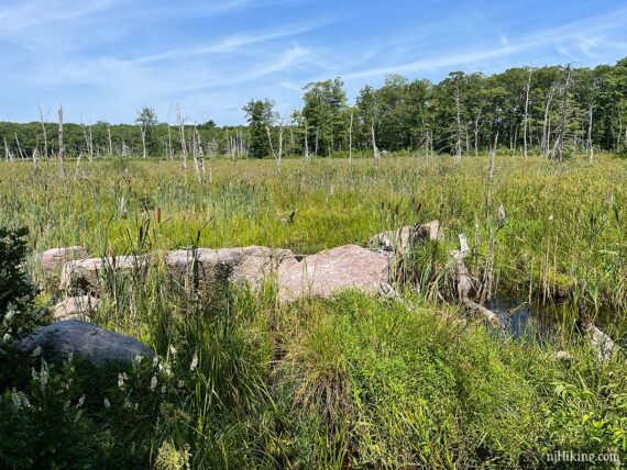 Open swampy area with bleached white tree trunks.