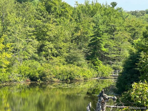 Floating bridge just peeking out between green trees.