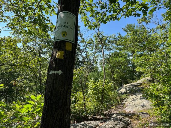 A tree with yellow blazes, white arrows, and a no swimming sign.