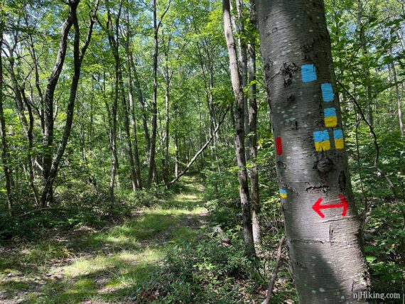 Tree with blue, yellow, and red trail markers.