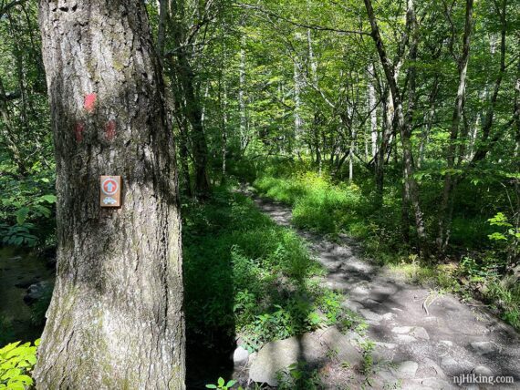 Red trail blazes on a tree for Clearwater Road Trail.