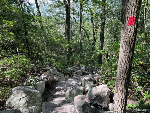 Stone steps on a downhill section of trail.