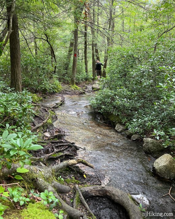 Hiker on a trail that is a long flat slab of wet rock.