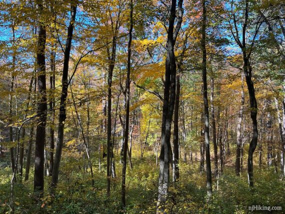 Trees with a mix of yellow foliage and green leaves.