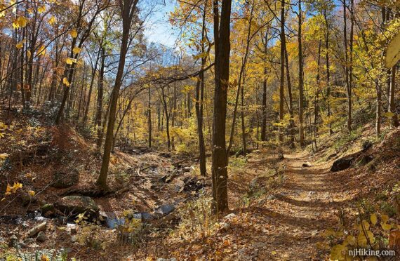 Hiking trail with bright yellow foliage.