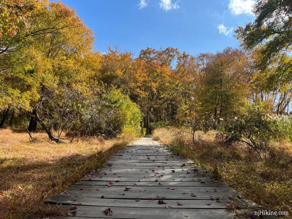 Boardwalk trail surrounded by fall color.