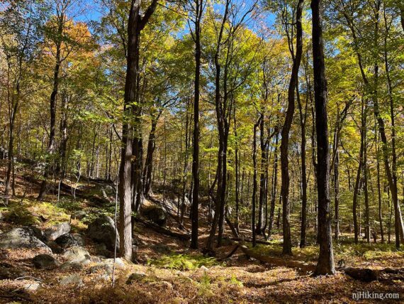 Fall foliage on a trail in Norvin Green State Forest.