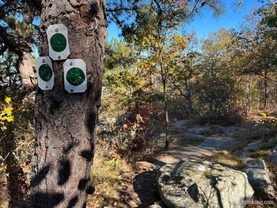 Three green circles on white trail markers on a tree.